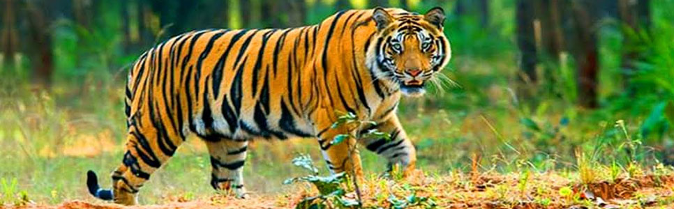 facts about ranthambore