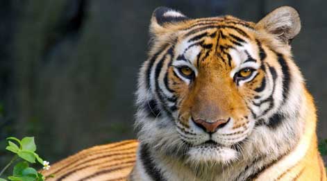 tiger in sundarbans