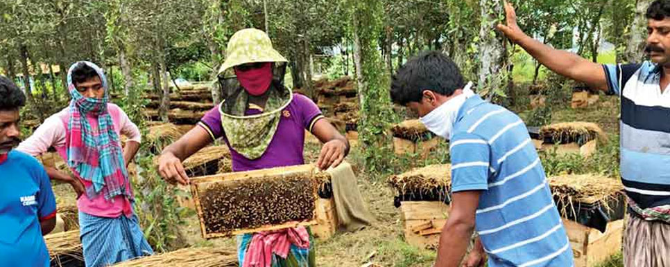 sundarbans honey collection